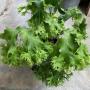 Microsorum ‘Sabud Chor’ (Special).