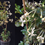 Clerodendrum disparifolium