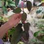 Hoya sp.925 (purple leaf)(#925).