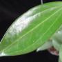 Hoya sp.649 (aff subquintuplinervis)            649
