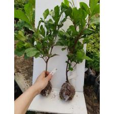 Synsepalum dulcificum 289