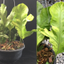 Drynaria sp.(T06)(white variegated).