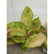 Aglaonema Tiger 3 colors A-81