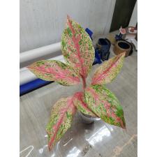 Aglaonema sp extra