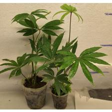Антуриум многорассечённый / Anthurium polyschistum (S)