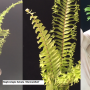 Nephrolepis falcata 'Mermaidtail'