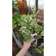 Hoya kerrii var.albo-marginata 128