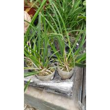 Блк. Аметист (Кукулата х Л. пурпурата) / Blc. Amethyst (cucullata x L. purpurata)