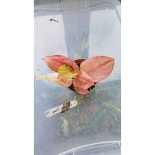 Aglaonema Kamlai Thong. 27 pot 1700р