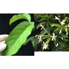 Randia sp.(T02) Posoqueria latifolia