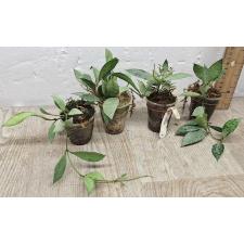 Хойя Лакуноса 'Серебряный' / Hoya lacunosa 'Silver' (S)(#970)