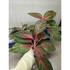 Aglaonema T3 Amnat Jaren