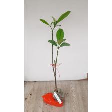 Tabernaemontana holstii 299/1 - 2200p