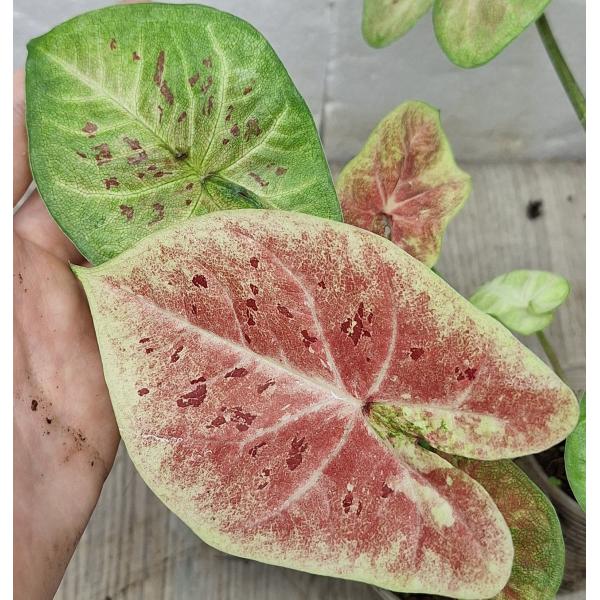 Каладиум сп. С-12 / Caladium sp C-12