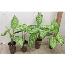 Aglaonema Platinum green A-60 (S)