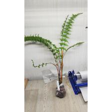 Nephrolepis falcata 'Shock Wave' (Philippines) 220/2