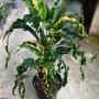Codiaeum Pra Ram (Special)(MD)
