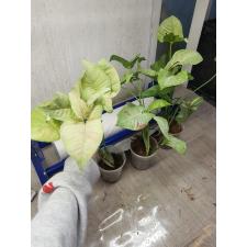 Syngonium 'Pink Spot' 