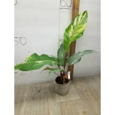 Anthurium variegated sp 8