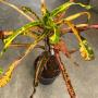 Codiaeum Krabi Daeng (Compact).