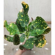 Codiaeum Nang Thong Prasri 122