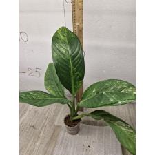 dieffenbachia sp Yellow variegated стакан 