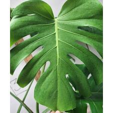 Монстера деликоса. / monstera deliciosa (M)