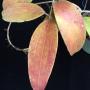 Hoya rigida             219