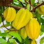 Averrhoa carambola 'B17' (grafted).