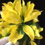 Codiaeum ovalifolium.