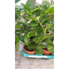 Hoya Australis в 12 cm кольцо