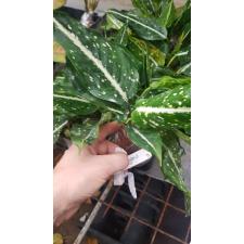 Aglaonema commutatum 'Bangkok Breeze 18