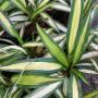 Chlorophytum sp. ‘Charlotte