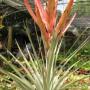 T. fasciculata 'Tropiflora' (F1) (seedling) (Thai hybrid) 96