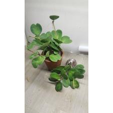 Hoya kerrii variegata (#129) 