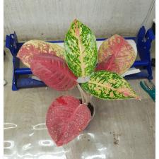 Aglaonema Maha Sethee pot