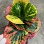 Codiaeum Flamingo