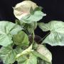 Syngonium (T24) variegated