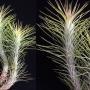 Tillandsia funkiana
