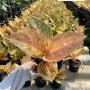 Aglaonema  Sub mongkol -orange ( stardust) A-121