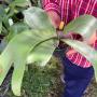 Platycerium Foong Win.