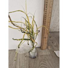 Codiaeum A59 Picasso