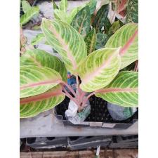 Aglaonema Tong Siam A-32