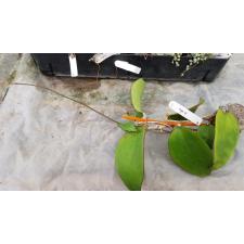 Hoya fuscomarginata 96