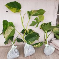 Monstera - Aurea (Yellow variegated)