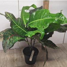 Codiaeum Tri Noosara 79 (M) уценка