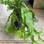 Microsorum Mermaidtail