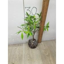 Syzygium paniculatum albomarginata