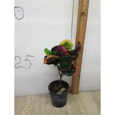 Codiaeum Pink Candy 54