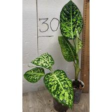 Dieffenbachia hybrid reflector (S)